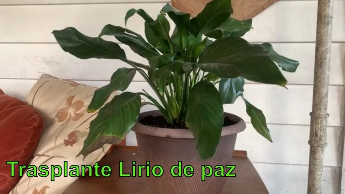 Evita este error común al trasplantar tu lirio de paz y mira cómo florece - image 1
