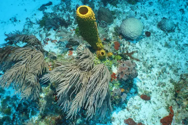 Coral en aguas poco profundas de Pickle Bank, Caimán