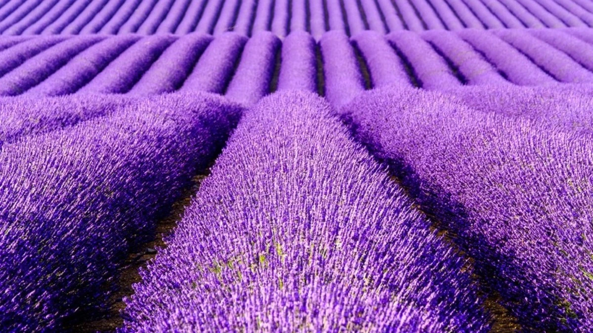 Fantosmia de Lavanda: por qué hueles esta flor sin fuente aparente y qué significa - image 1