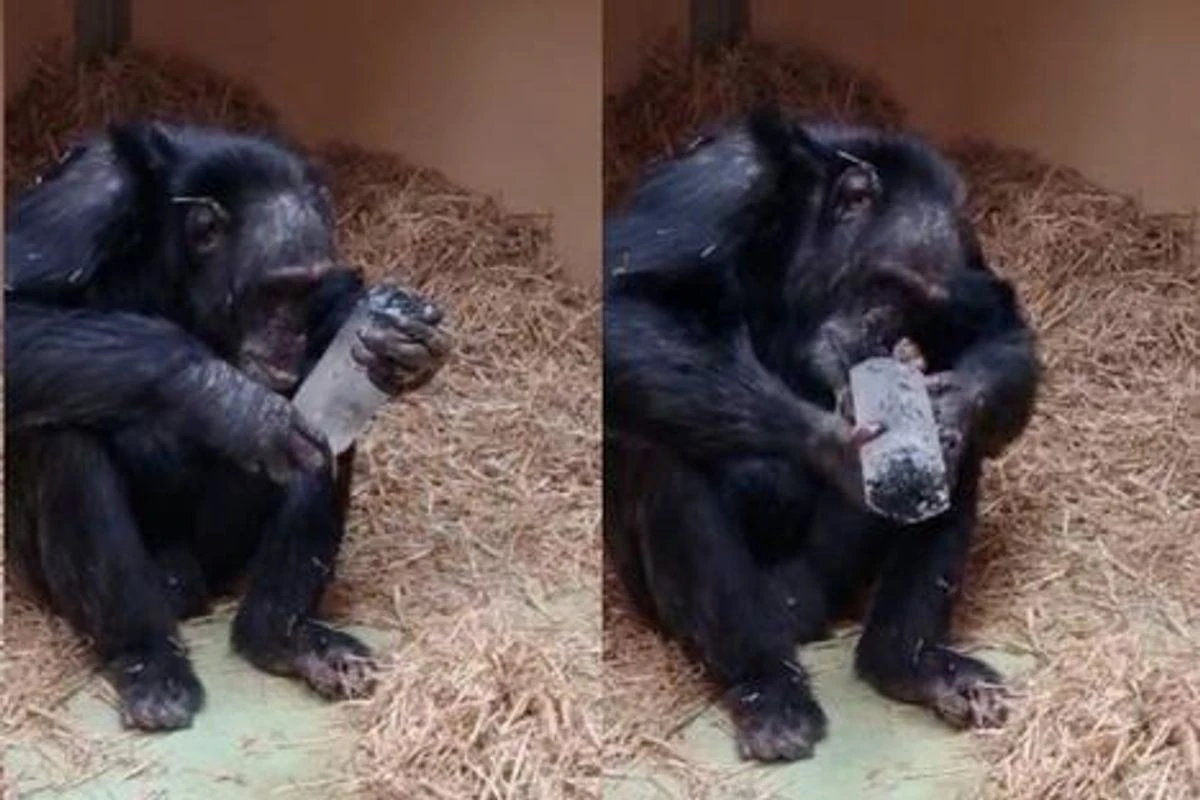 Fascinación por Joyas: El Experimento con Chimpancés que Revela una Obsesión de 6 Millones de Años - image 1