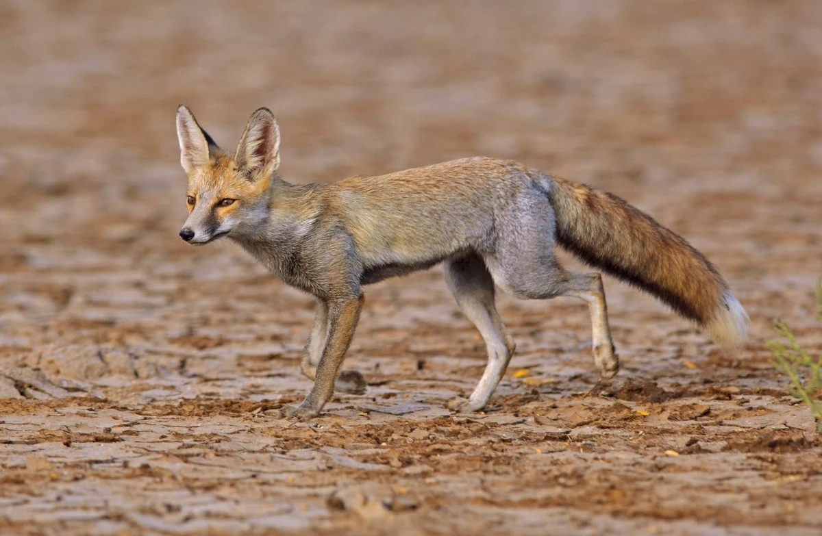 Feneco: 8 curiosidades sobre a raposa que desafia o deserto - image 1