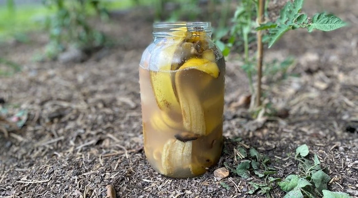 Fertilizante de cáscara de plátano y vinagre: receta para plantas más resistentes - image 1