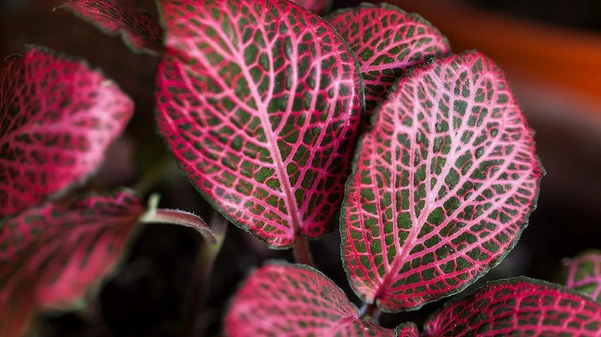 Fittonia o Planta de mosaico: el truco de la humedad para que luzca real - image 1