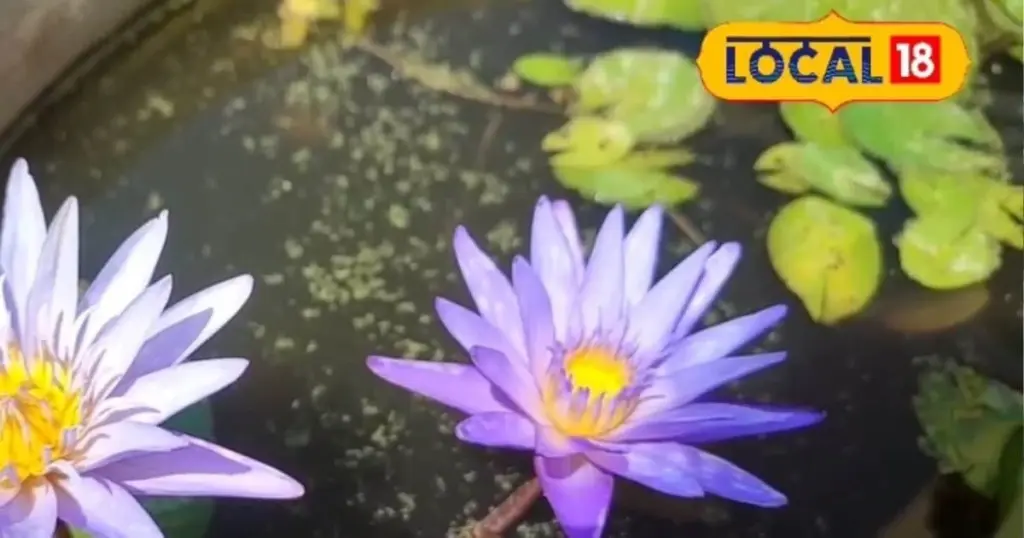 Flores cada 24 horas: el truco de las Nymphaeaceae y el Nelumbo nucifera para estanques sin filtro