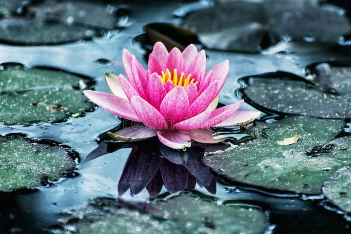 Flores cada 24 horas: el truco de las Nymphaeaceae y el Nelumbo nucifera para estanques sin filtro - image 1
