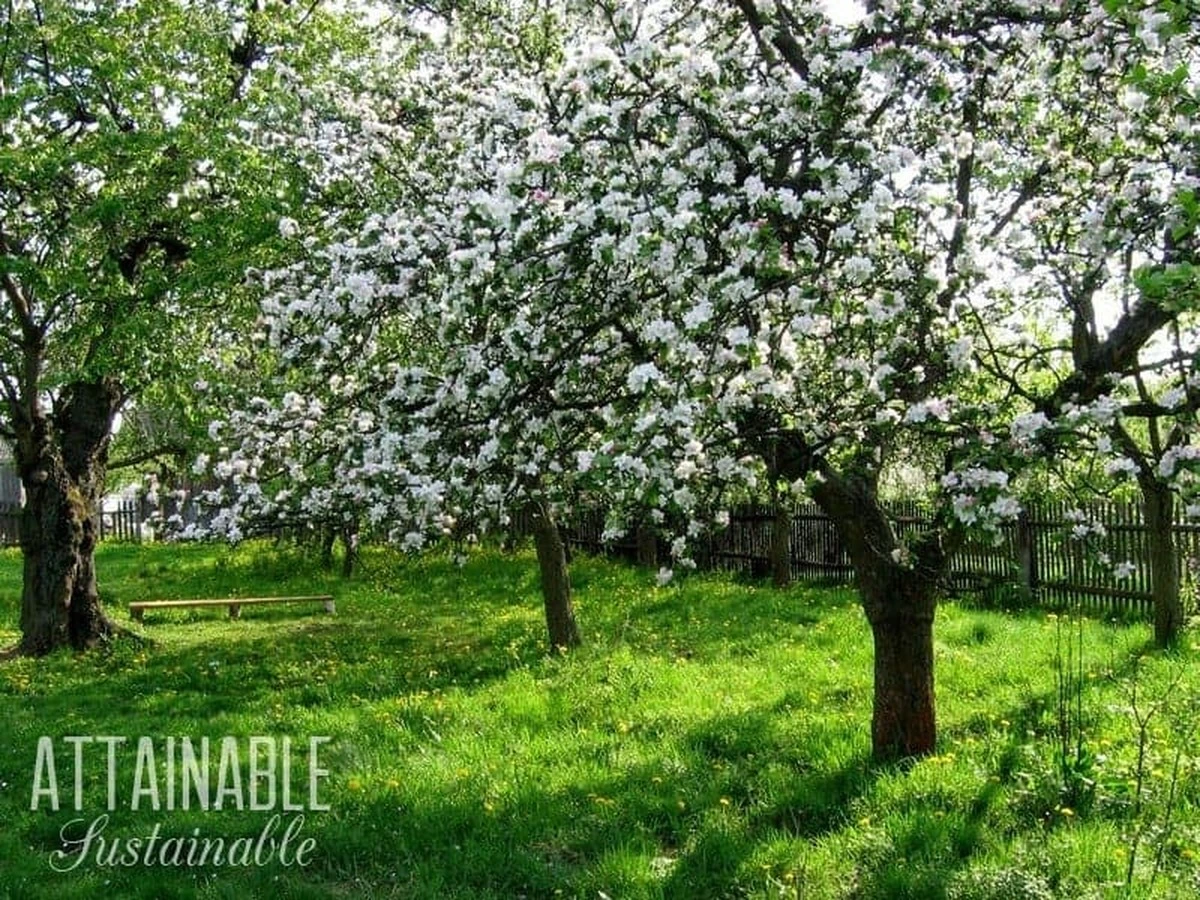 Frutales en casa: el truco del riego por goteo y agricultura sostenible - image 1