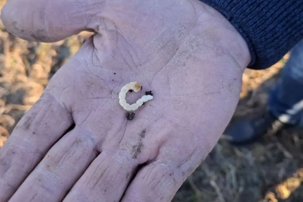 Frutales en peligro: salva tus raíces del Escarabajo de las joyas (Capnodis tenebrionis) en Kyustendil
