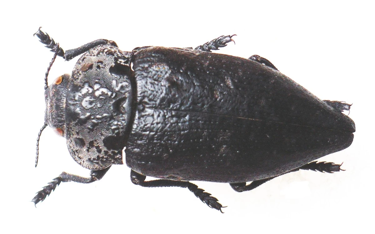 Frutales en peligro: salva tus raíces del Escarabajo de las joyas (Capnodis tenebrionis) en Kyustendil - image 1