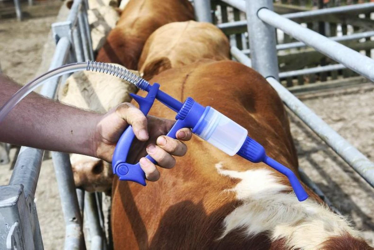 Ganadería lechera: el método para no perder el 30% de producción de leche - image 1
