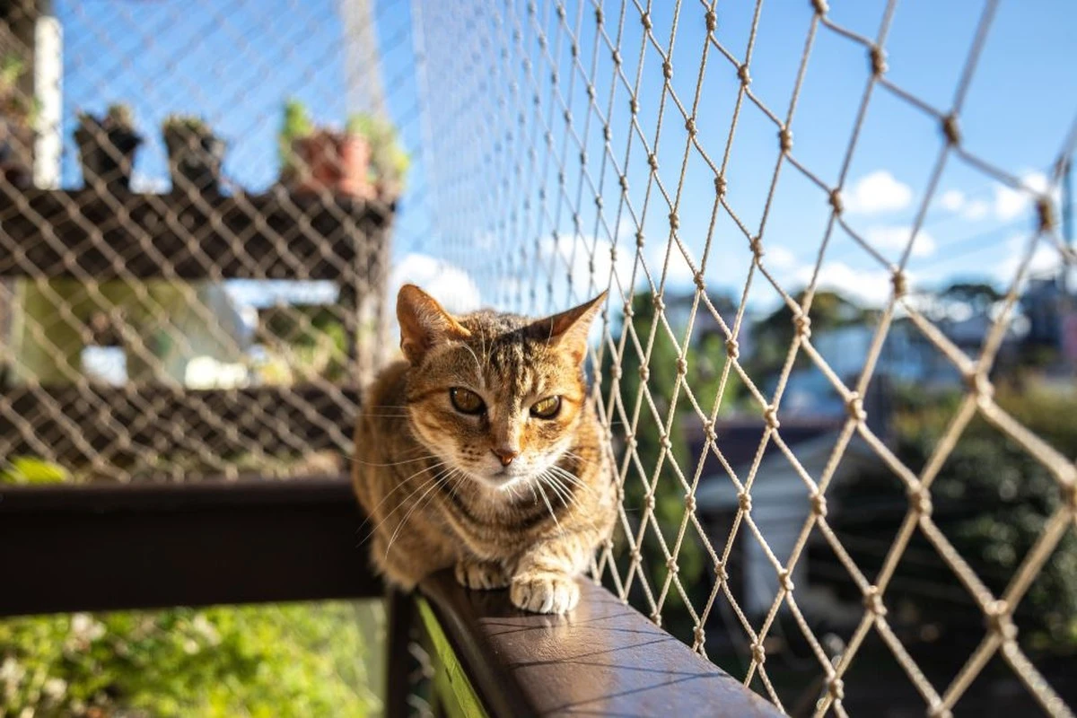 Gato en el hogar: 7 peligros ocultos que debes eliminar en 1 minuto - image 1