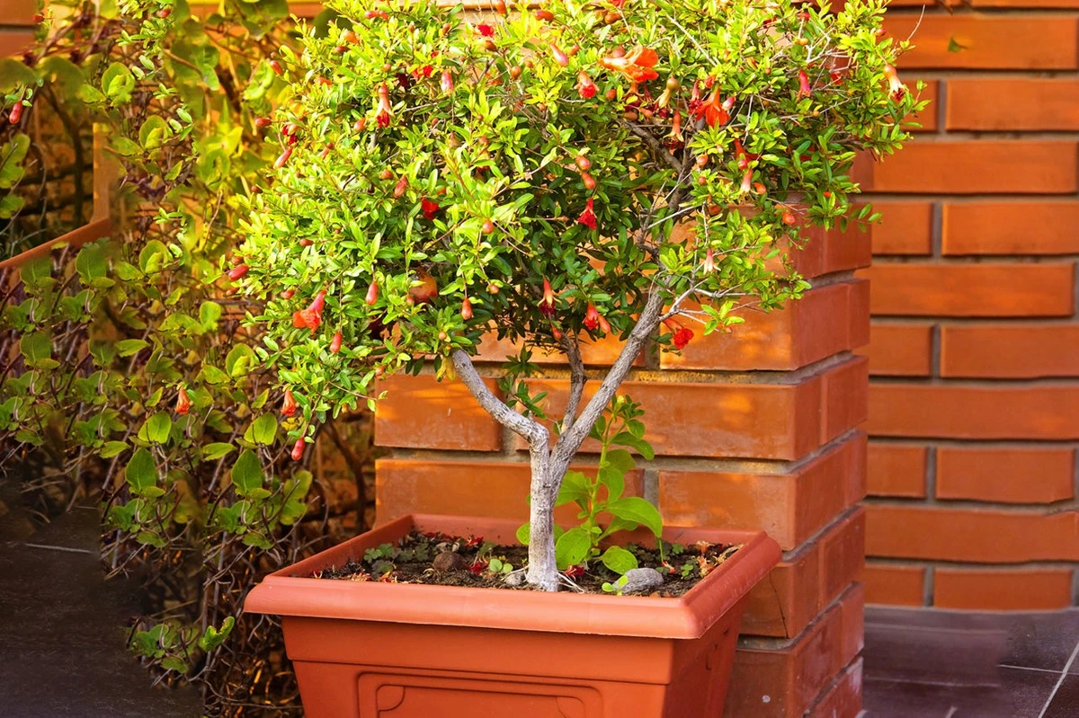 Granada (Punica granatum): el secreto para una cosecha dulce con cultivo en macetas - image 1