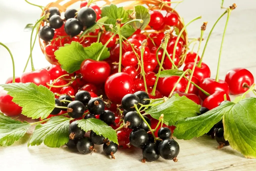 Grosellero (Ribes) sano: por qué verter agua hirviendo antes de las yemas