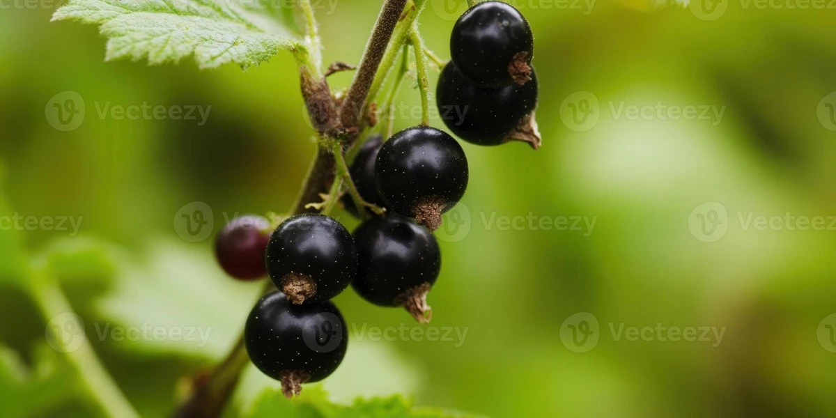 Grosellero (Ribes) con frutos gigantes: el fertilizante casero que aplico en marzo - image 1