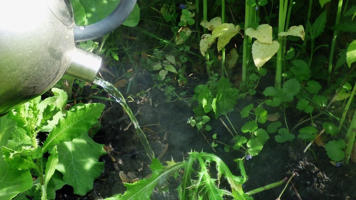 Grosellero (Ribes) sano: por qué verter agua hirviendo antes de las yemas - image 1