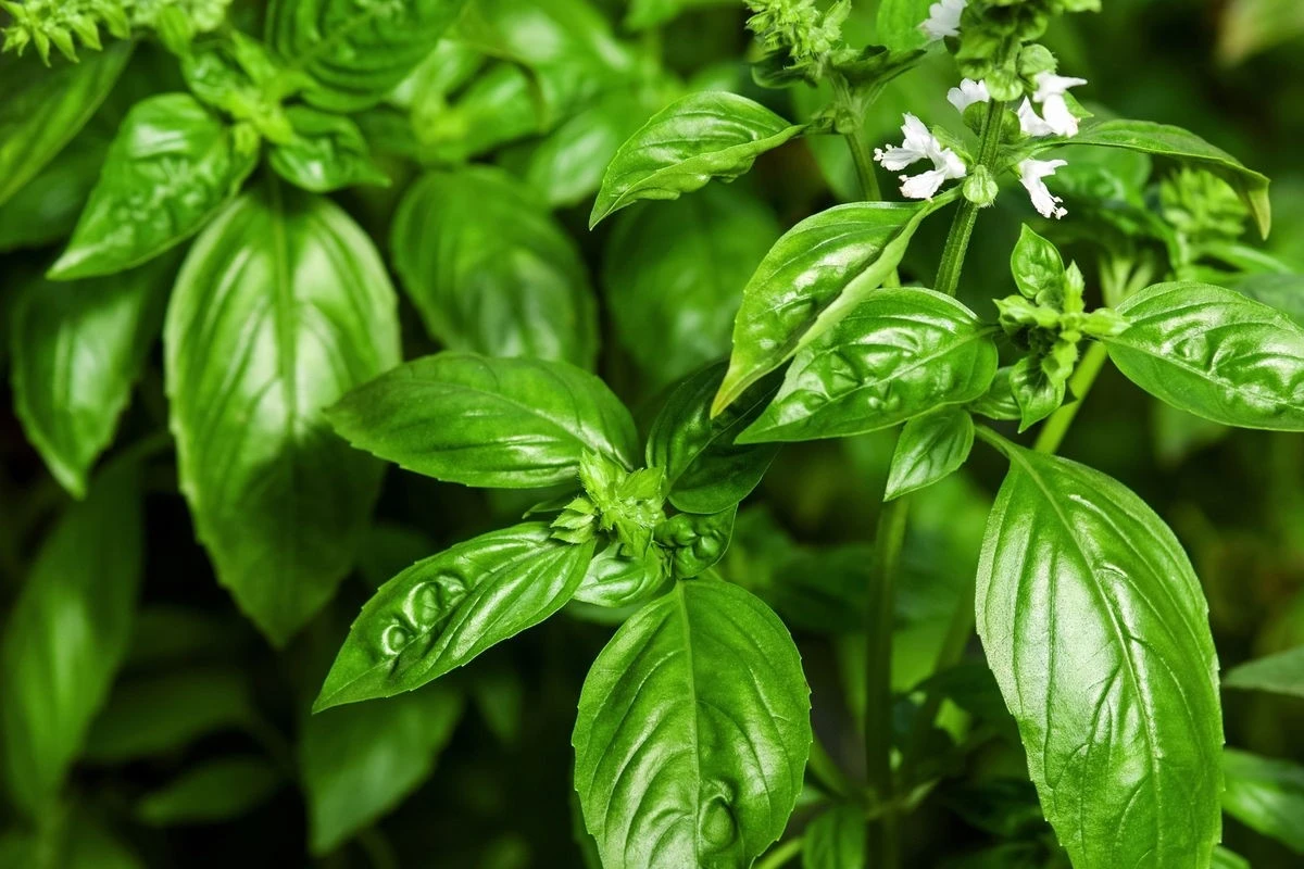 Guía definitiva: Duplica la vida de tu albahaca en casa con este sencillo truco de cosecha - image 1