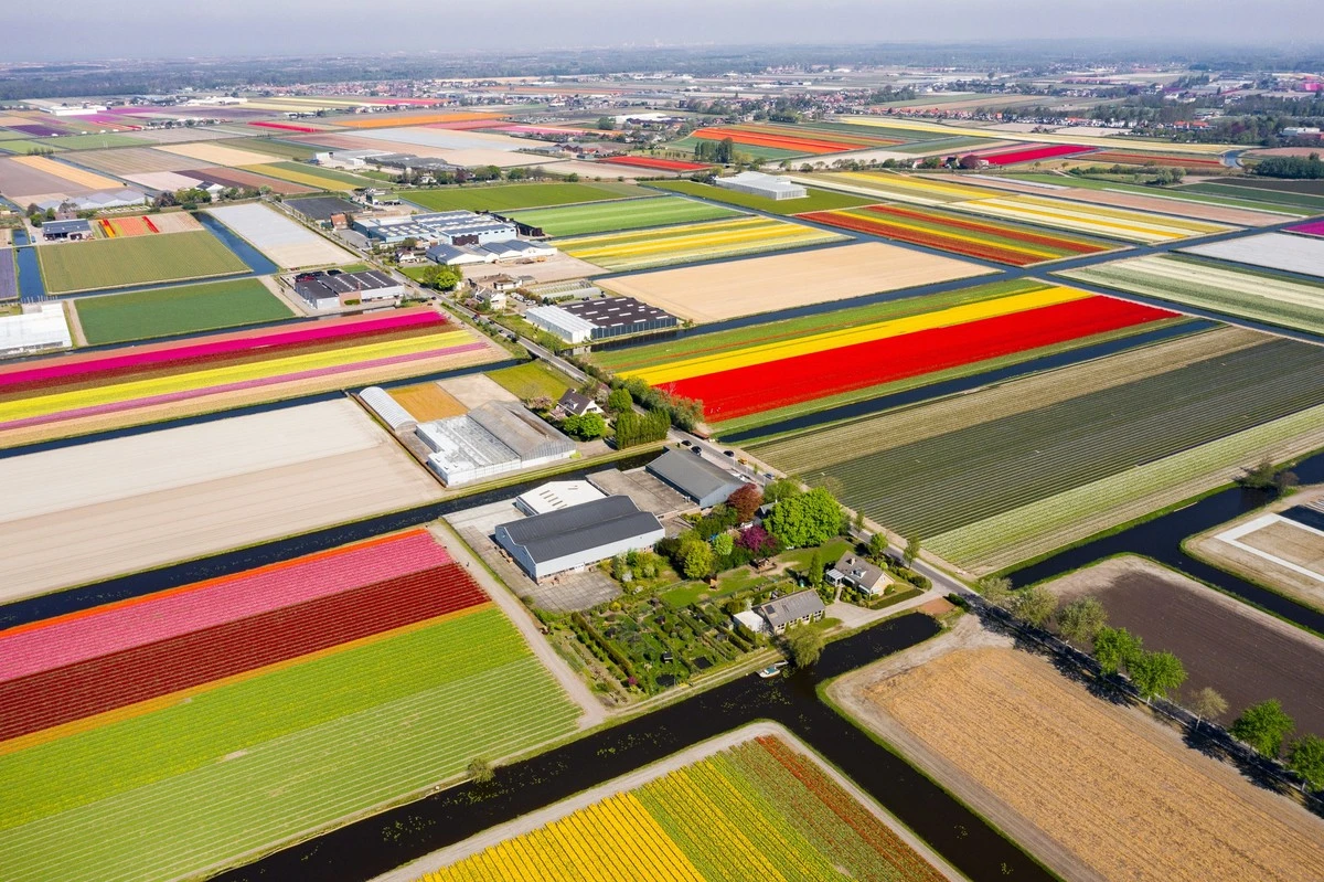 Guía Keukenhof 2026: visite Leiden y use Flower Radar en abril para evitar masas en Países Bajos - image 1