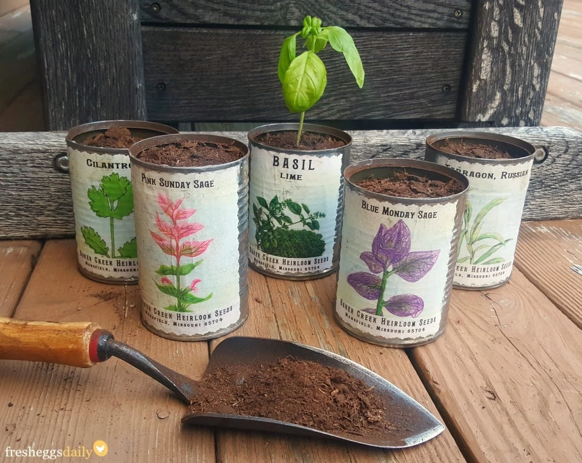 Hierbas frescas todo el año: la planta que crece en una lata vieja - image 1
