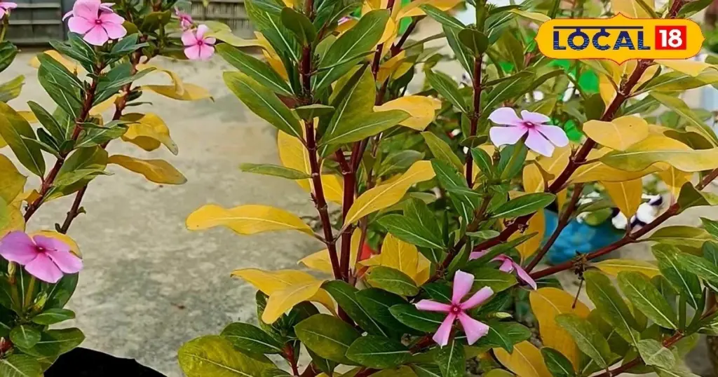 Hojas amarillas en tu jardinería: el uso clave de la Sal de Epsom