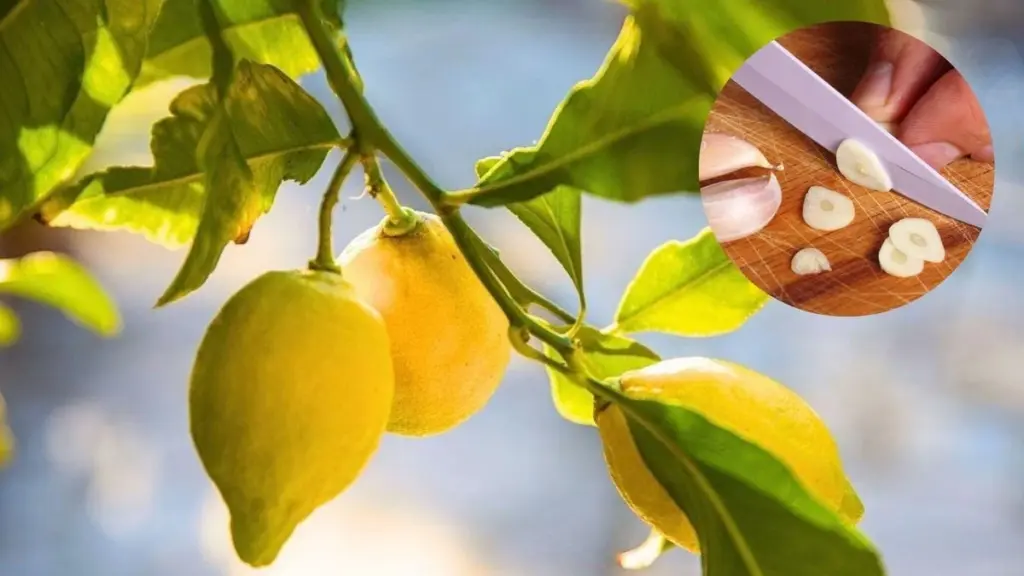 Hojas arrugadas en tu limonero: el truco del ajo para salvarlo en 3 días