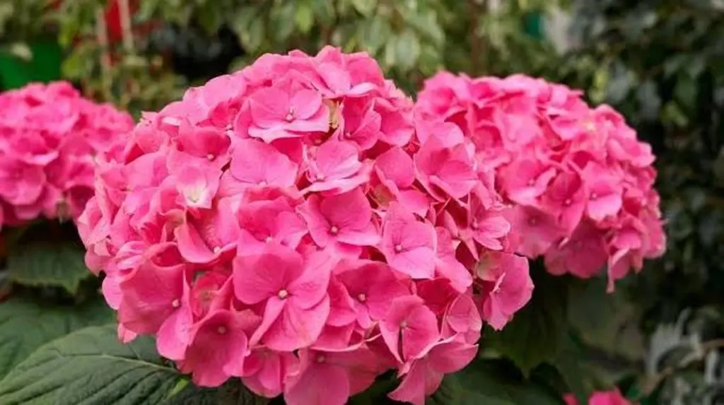 Hortensia espectacular: el truco de 5 cucharadas con posos de café en Marzo
