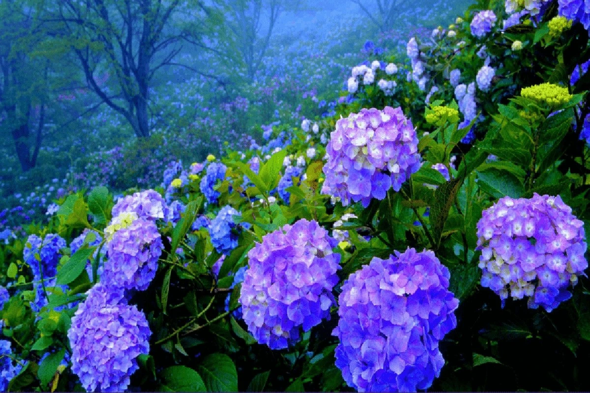 Hortensia espectacular: el truco de 5 cucharadas con posos de café en Marzo - image 1