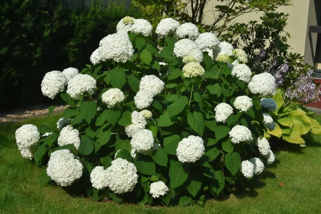 Hortensia radiante: el truco de 5 cucharones con posos de café para su floración