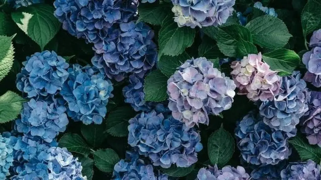 Hortensias: el error de poda que mata tu Hydrangea macrophylla en 2026