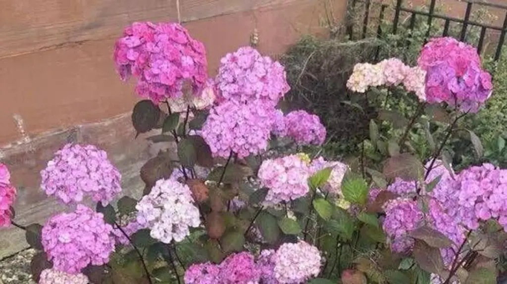 Hortensias (Hydrangea macrophylla): el truco de Monty Don para tener más flores