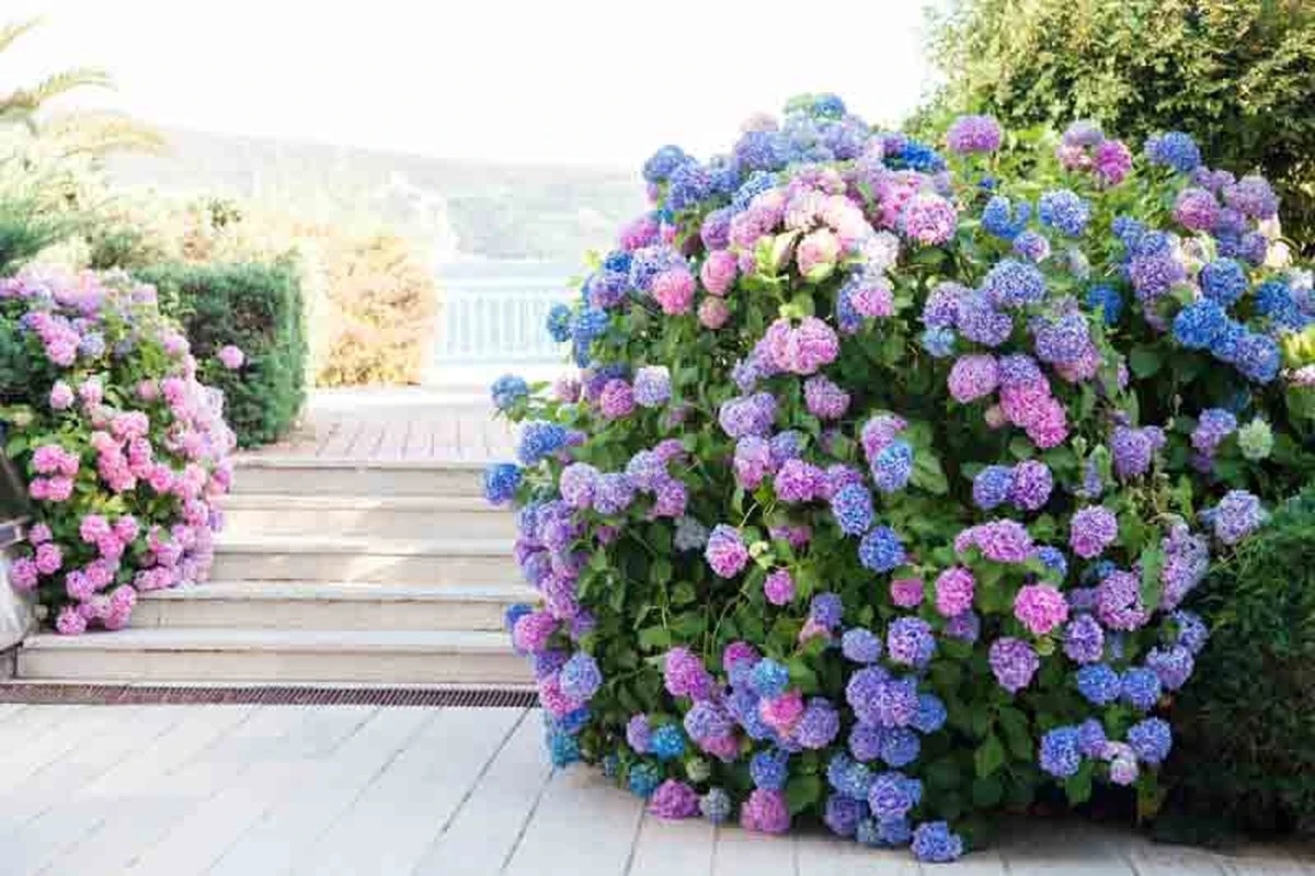 Hortensia sin flores: el truco del Compost en marzo para un jardín explosivo - image 1