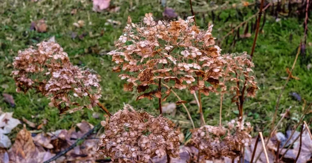 Hortensias sin flores: el error de poda en la Hydrangea macrophylla que debes evitar