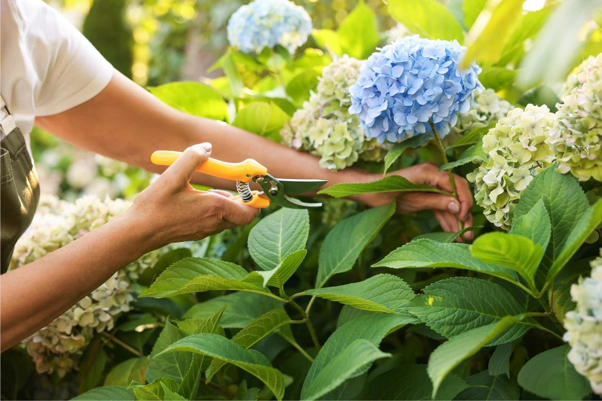 Hortensias sin flores: el error de poda en la Hydrangea macrophylla que debes evitar - image 1