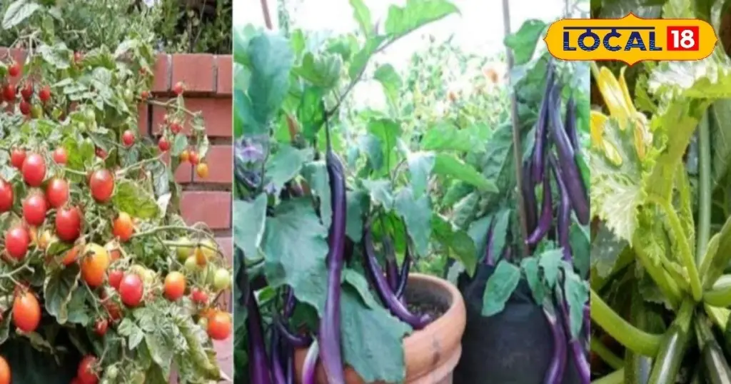 Horticultura urbana: el truco de marzo para cosechar verduras orgánicas gratis