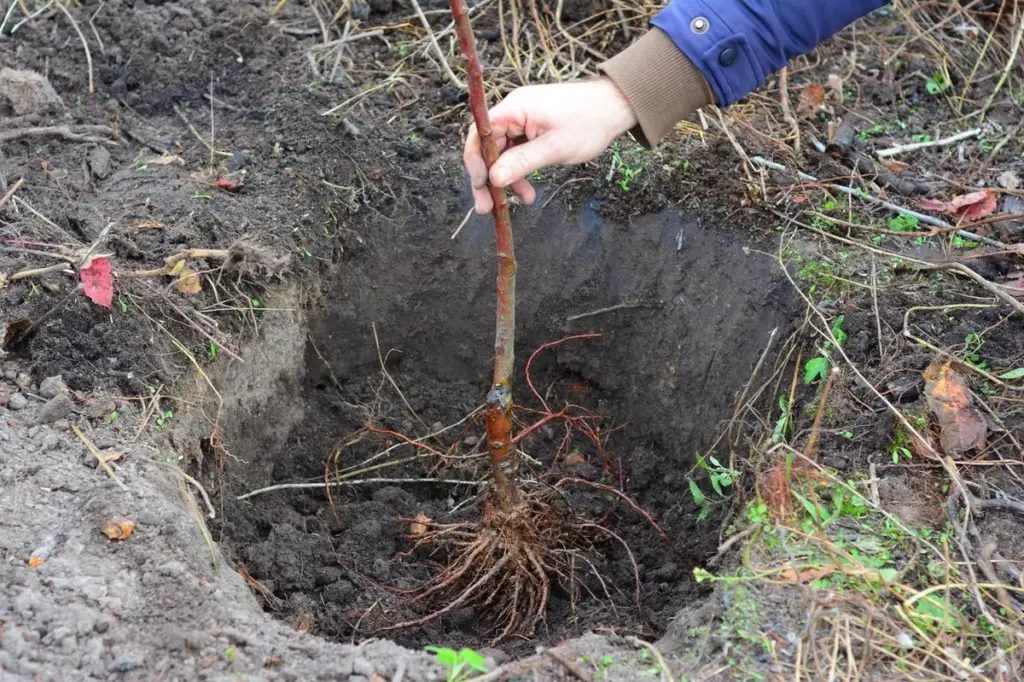 Huerto en marzo: el truco de los 2 cm para verduras y frutas increíbles
