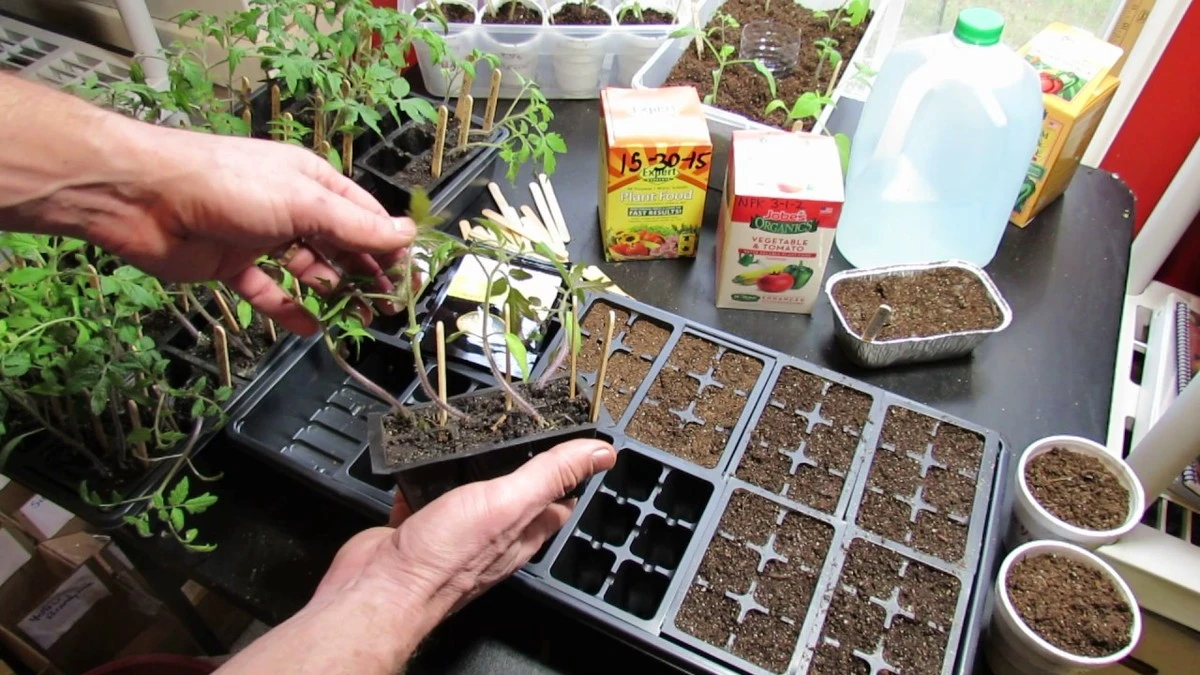 Huerto en marzo: el truco de los 2 cm para verduras y frutas increíbles - image 1