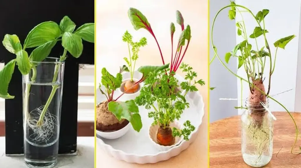 Huerto urbano en casa: el truco para tener Menta infinita sin gastar