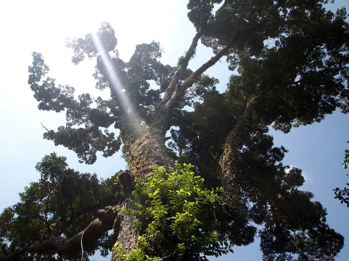 Huỳnh Công Thống protege el árbol de durián centenario del Mekong por su genética - image 1