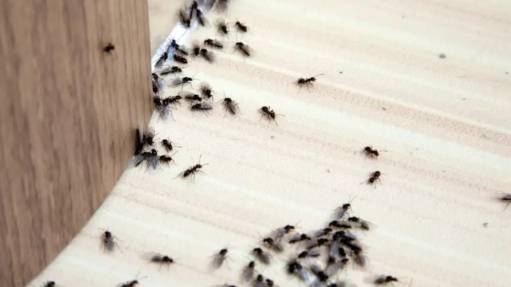Invasión de hormigas en Mayyil: el error que destruye tu casa en 2026