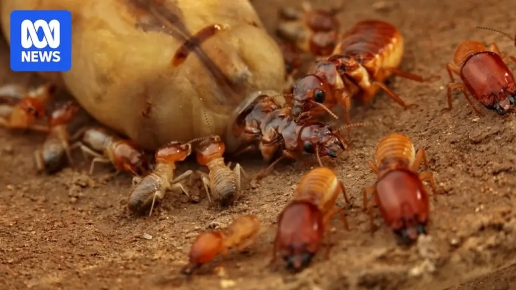 Invasión de Hormigas: por qué entran en tu casa y el truco de Riverland