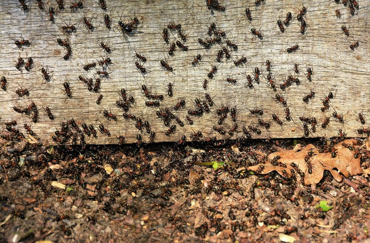 Invasión de hormigas en Mayyil: el error que destruye tu casa en 2026 - image 1