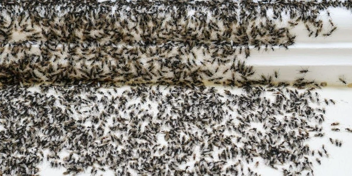Invasión de Hormigas: por qué entran en tu casa y el truco de Riverland - image 1