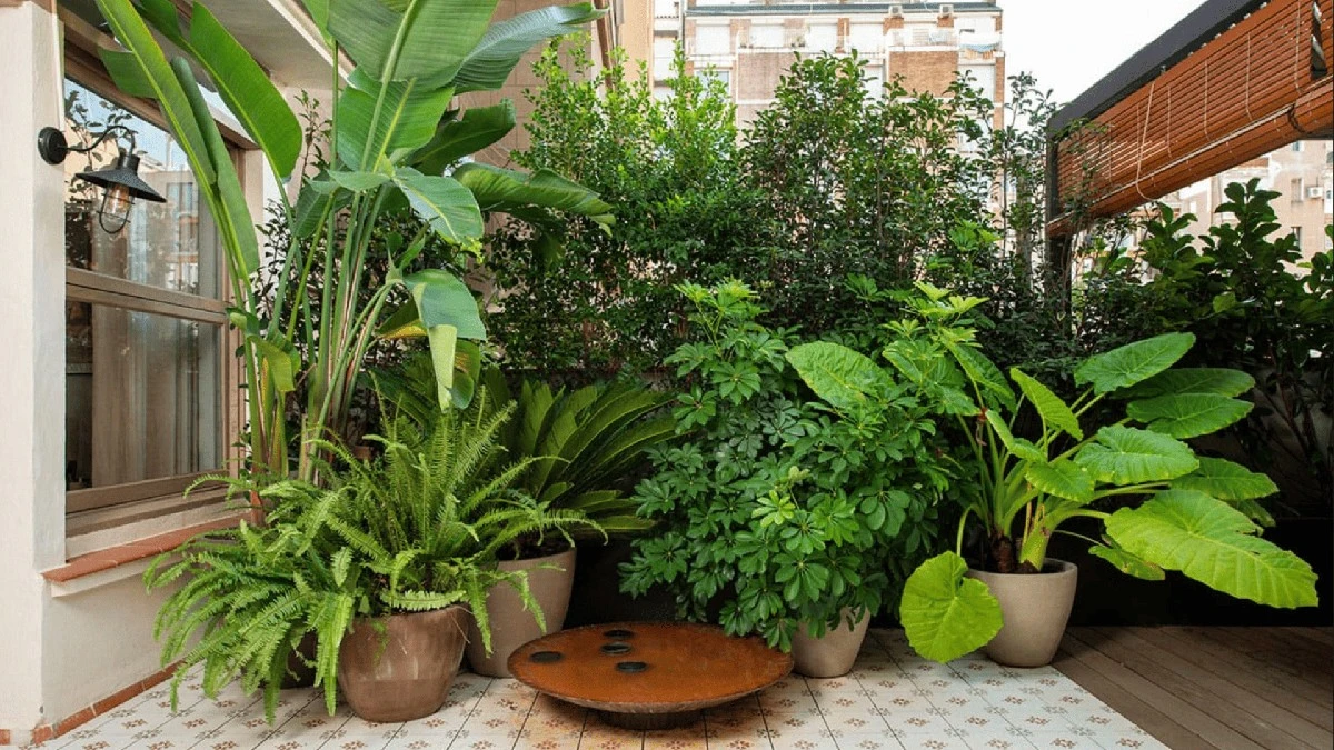 Jardín de sombra: 7 plantas que transformarán tu rincón oscuro en un oasis verde - image 1