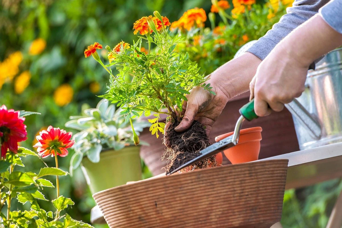 Jardinería como en la Creuse: el truco francés para no perder tus plantas - image 1