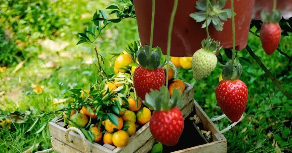 Jardinería en casa: mi secreto para cosechar frutas de verano en maceta