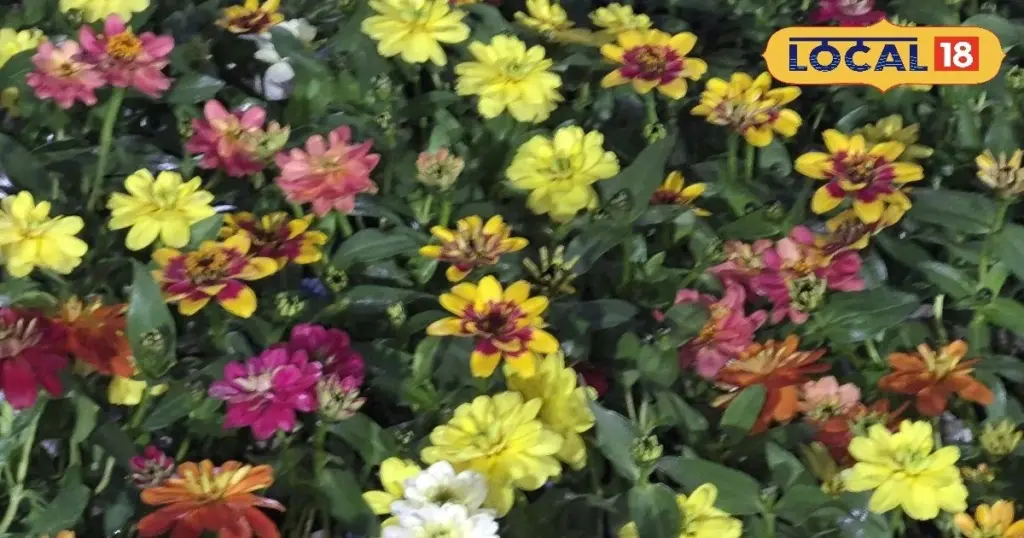Jardinería en Marzo: las 5 flores que resisten el calor extremo