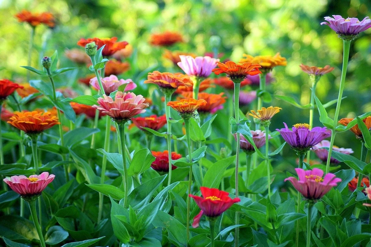 Jardinería en Marzo: las 5 flores que resisten el calor extremo - image 1