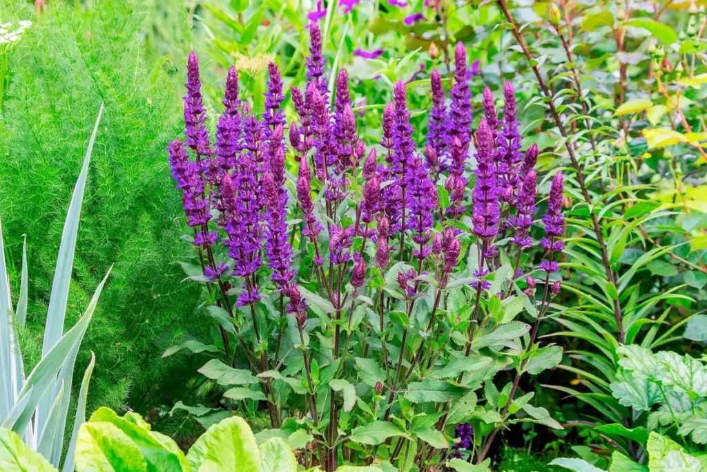 Jardinería xerófila: siembra Perovskia y Sedum antes del 31 de marzo