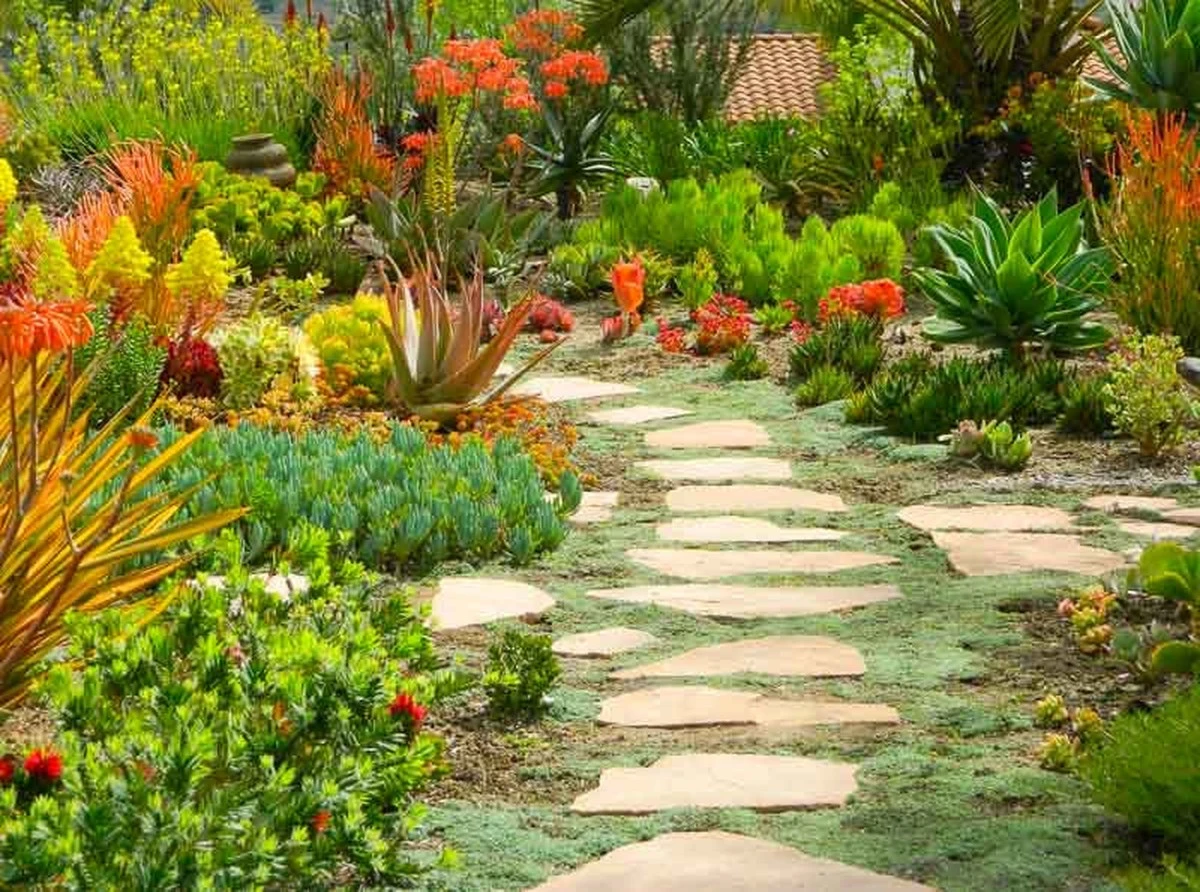 Jardinería xerófila: siembra Perovskia y Sedum antes del 31 de marzo - image 1