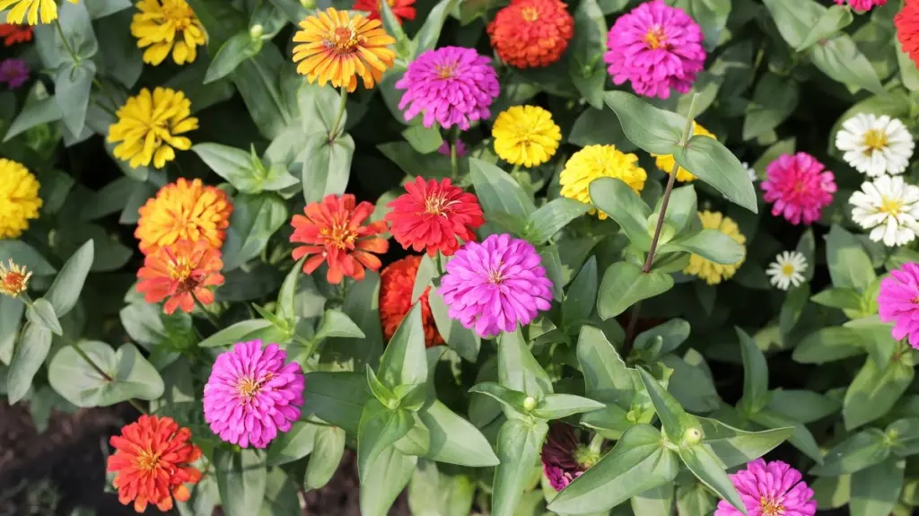 Jardín sin riego: la Zinnia Profusion Double White Improved (Zinnia hybrida) que no se marchita