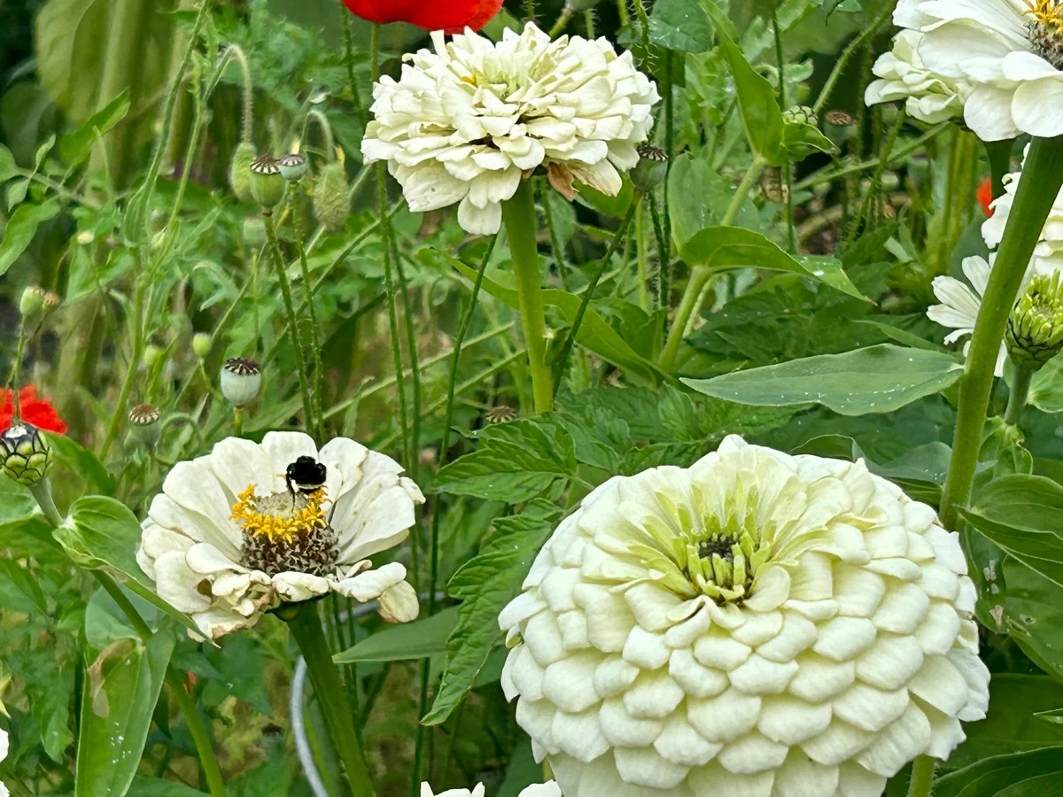 Jardín sin riego: la Zinnia Profusion Double White Improved (Zinnia hybrida) que no se marchita - image 1