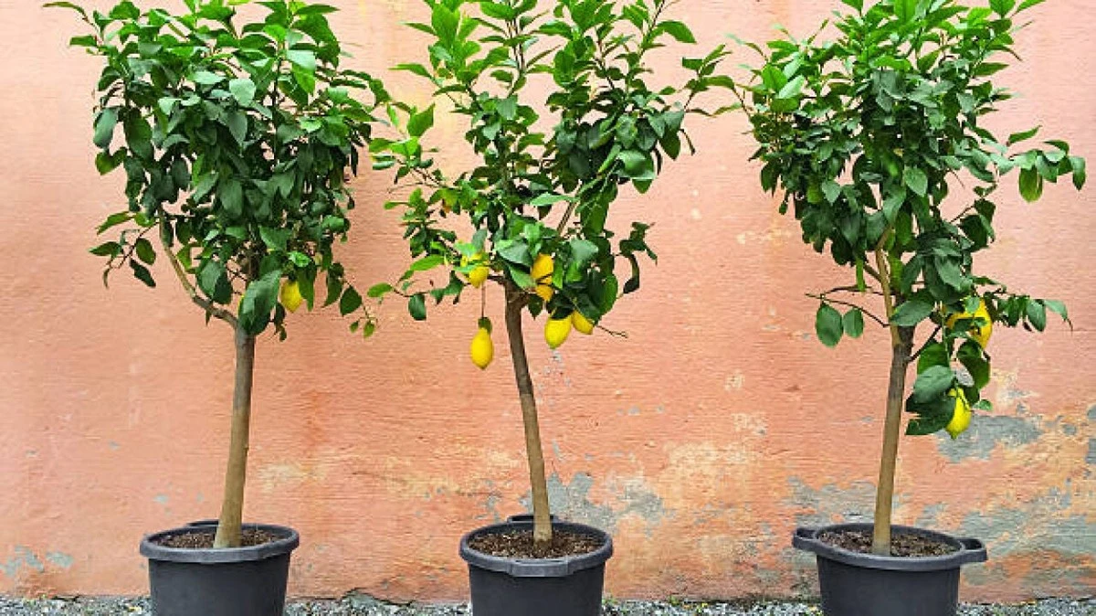 La Ameixeira: El Fruto Que No Rompe Tu Suelo Y Endulza Tu Verano - image 1